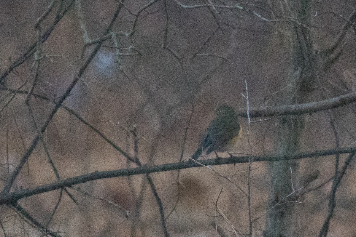 Red-flanked Bluetail - ML612088317