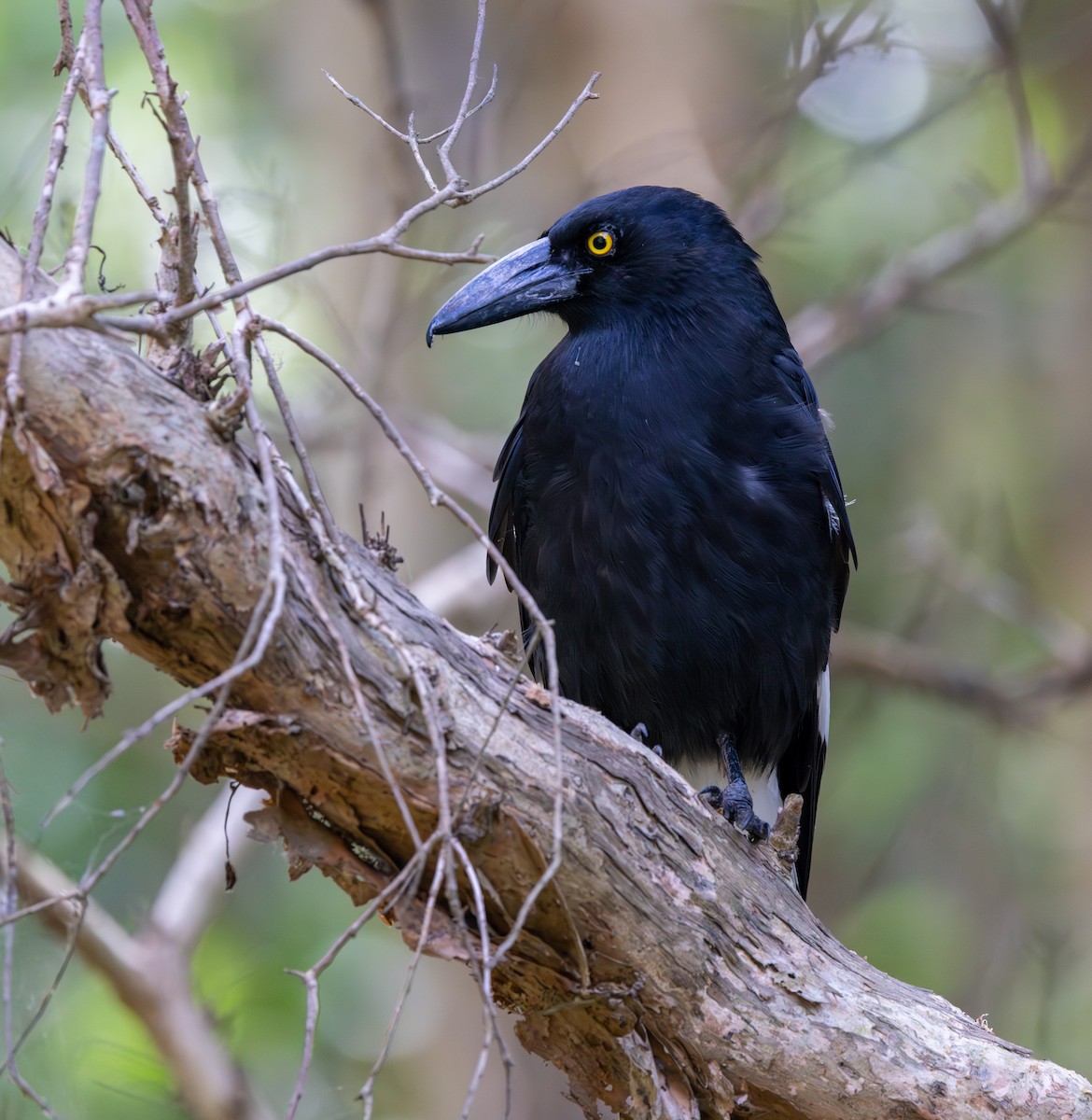Pied Currawong - ML612088617