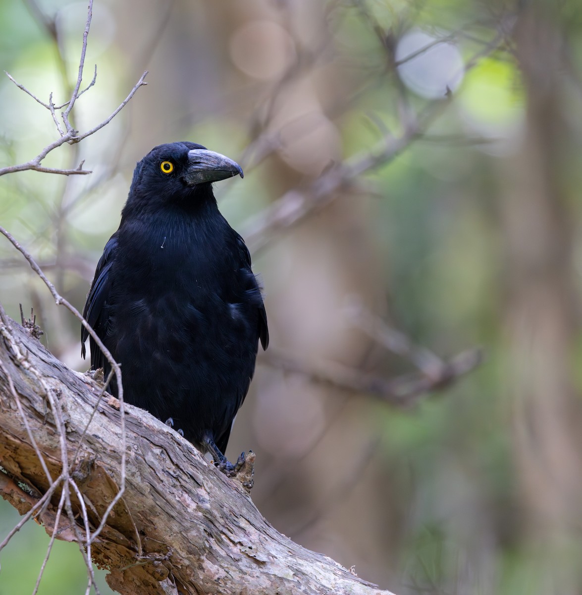 Pied Currawong - ML612088653