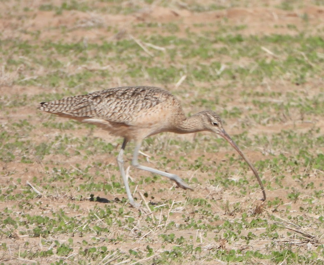 Long-billed Curlew - ML612088683