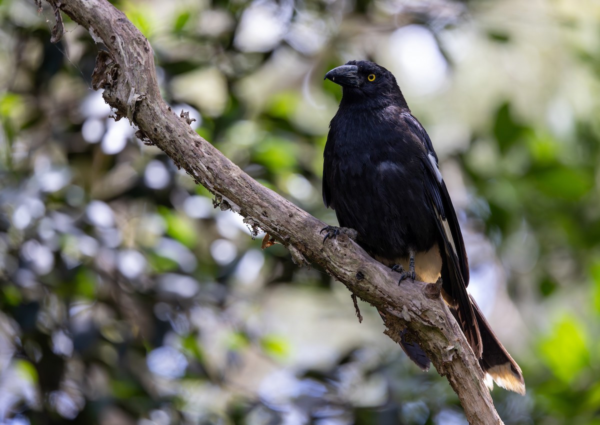 Pied Currawong - ML612088700