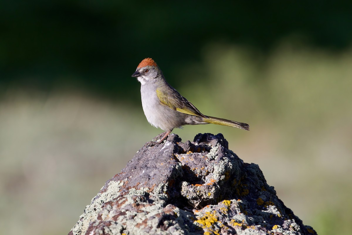Green-tailed Towhee - Connor Cochrane