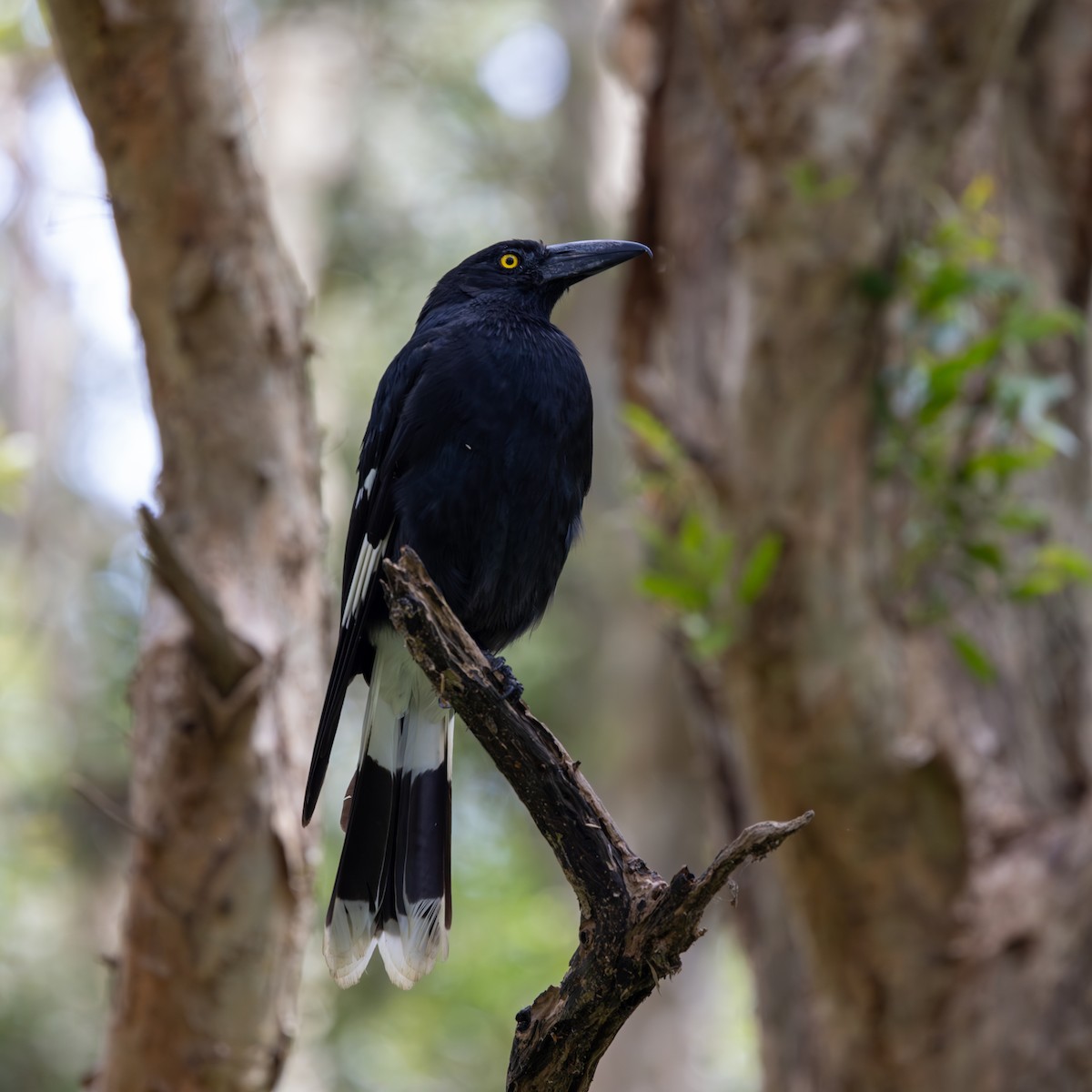Pied Currawong - ML612088890
