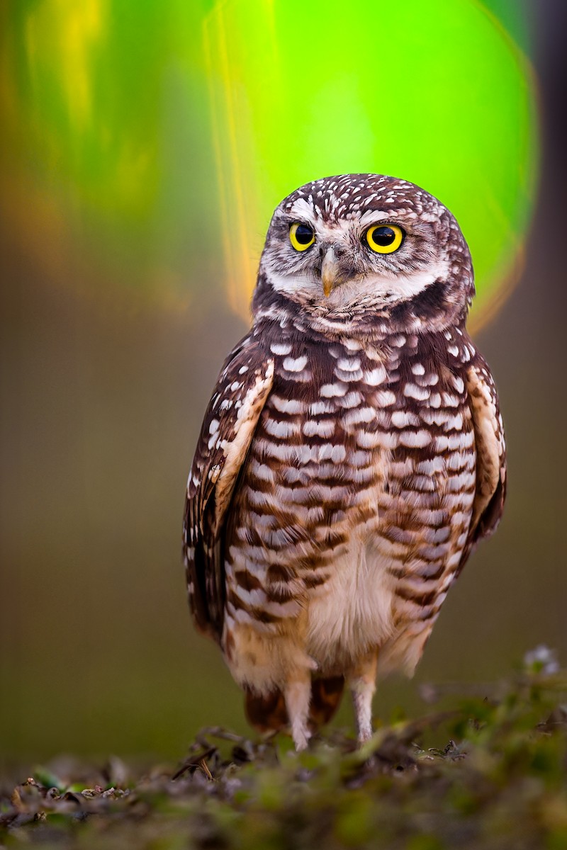 Burrowing Owl - Ryan Sanderson