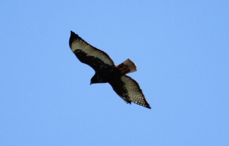 Red-tailed Hawk (calurus/alascensis) - ML612089103