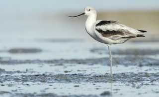 American Avocet