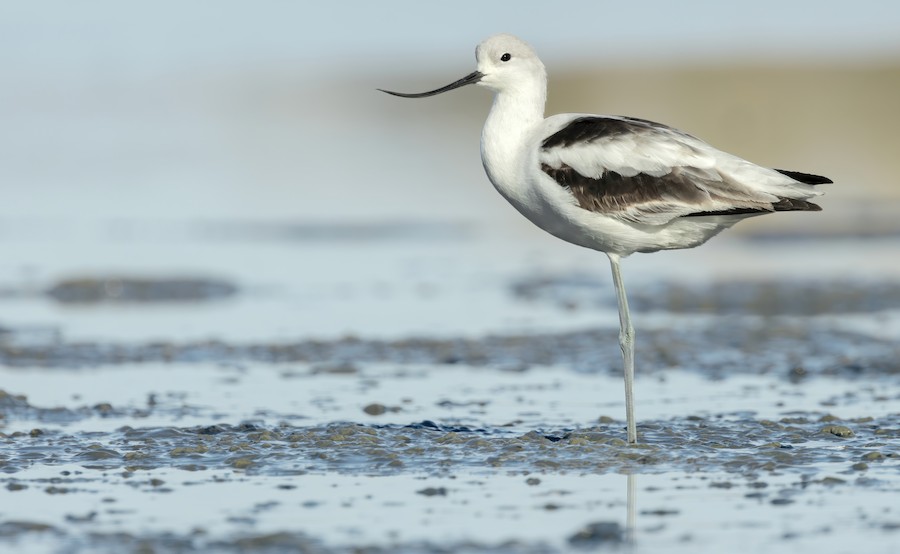 American Avocet