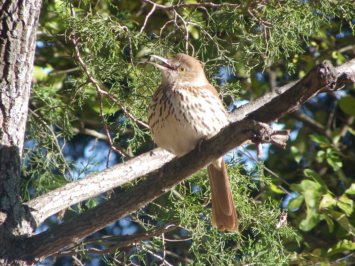 brunspottefugl - ML612090319