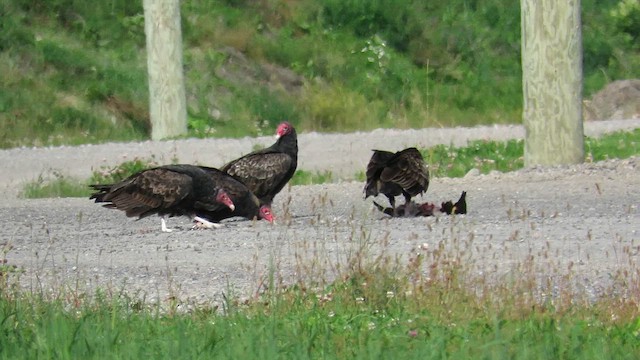 Turkey Vulture - ML612090484