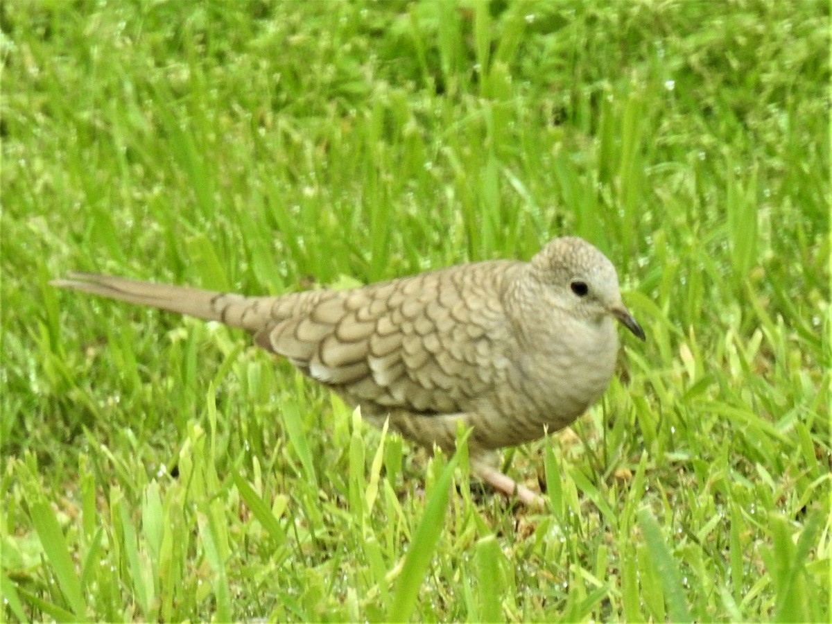 eBird Checklist 10 Dec 2023 Squaw Creek Cemetery, Glen Rose 10