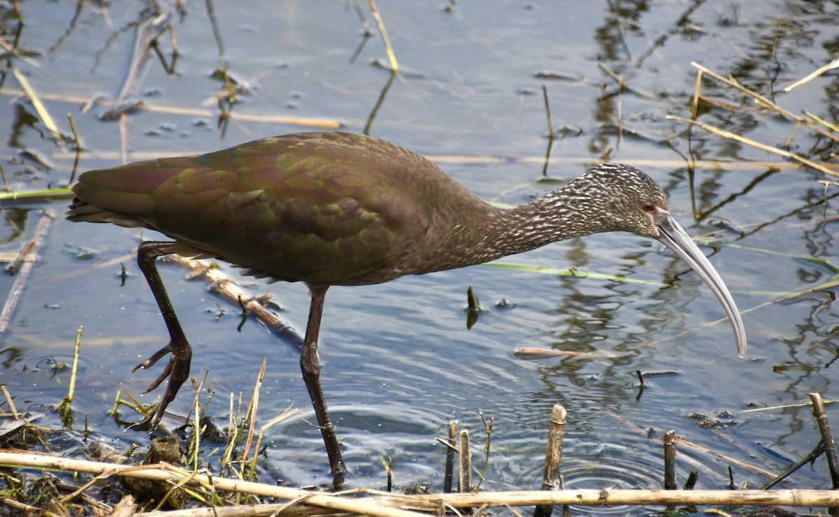 hvitgrimeibis - ML612090976