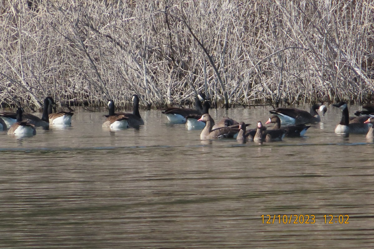 Greater White-fronted Goose - ML612091038