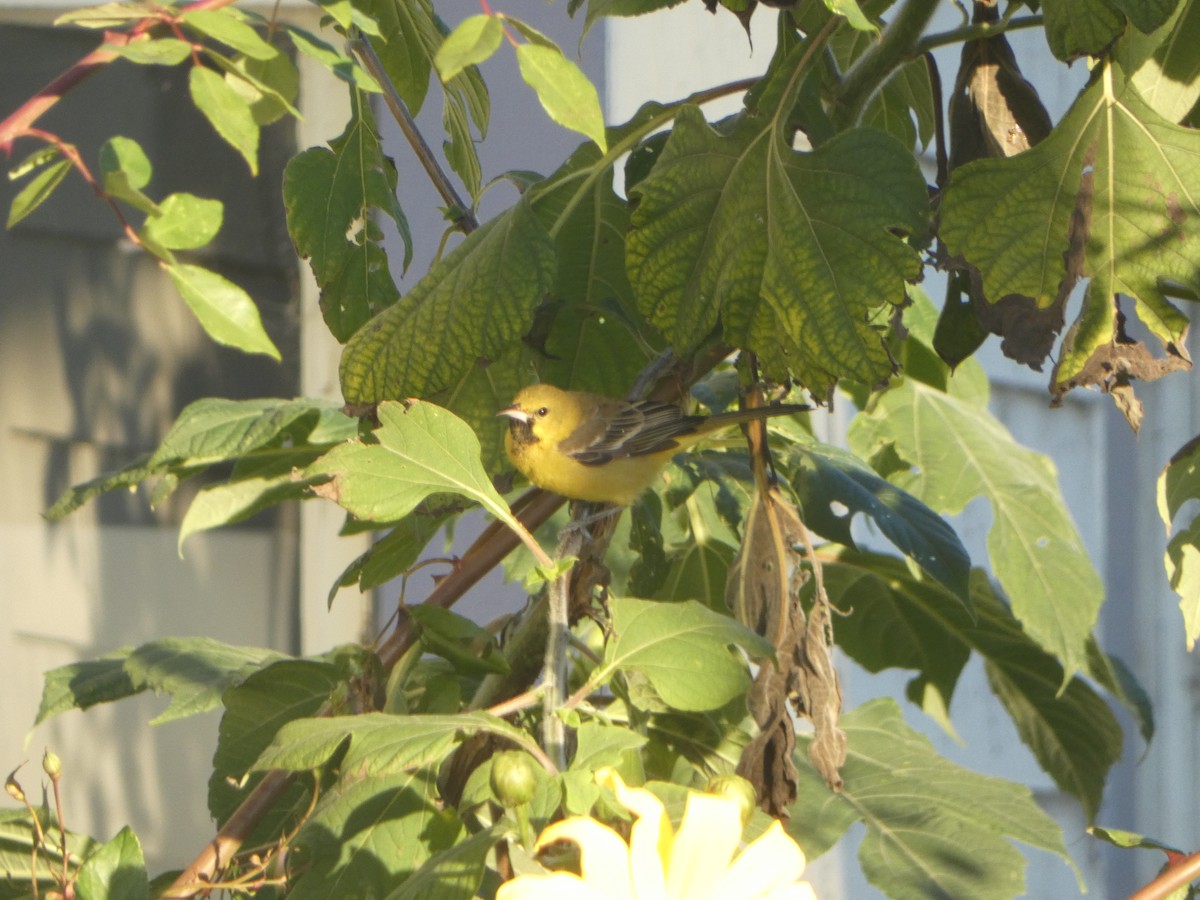 Orchard Oriole - ML612091089