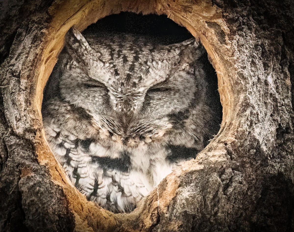 eBird Checklist 10 Dec 2023 WinnipegSt. Vital Park 11 species