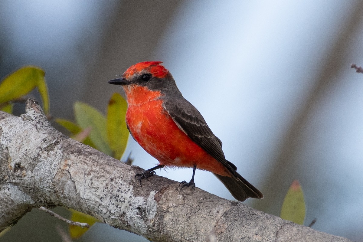 ML612091475 - Vermilion Flycatcher - Macaulay Library