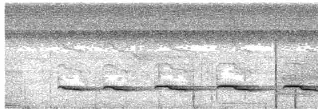 Weißschulter-Ameisenvogel - ML612091890
