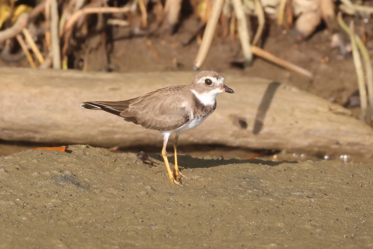 Semipalmated Plover - ML612092625
