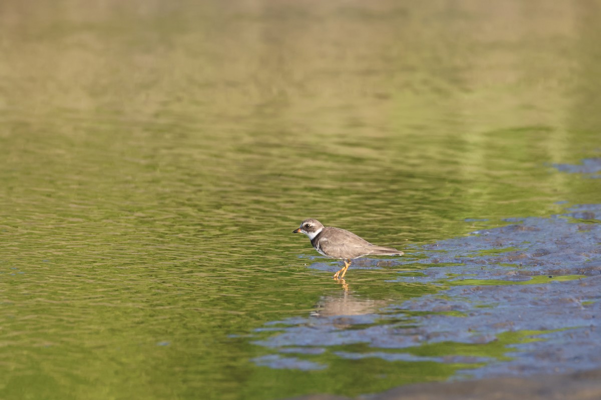 Semipalmated Plover - ML612092627