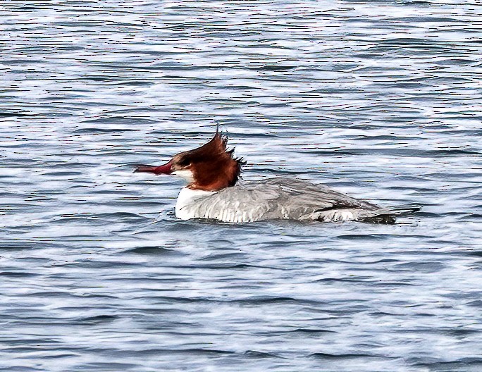 Gänsesäger - ML612092688