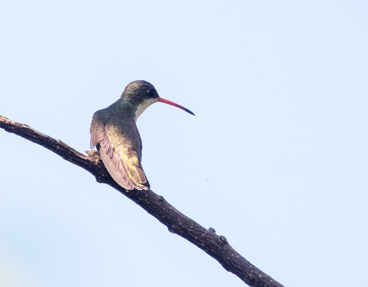 Green-fronted Hummingbird - William Price