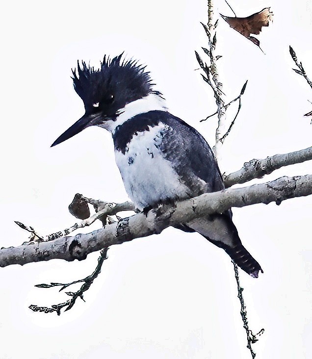 Belted Kingfisher - ML612093040