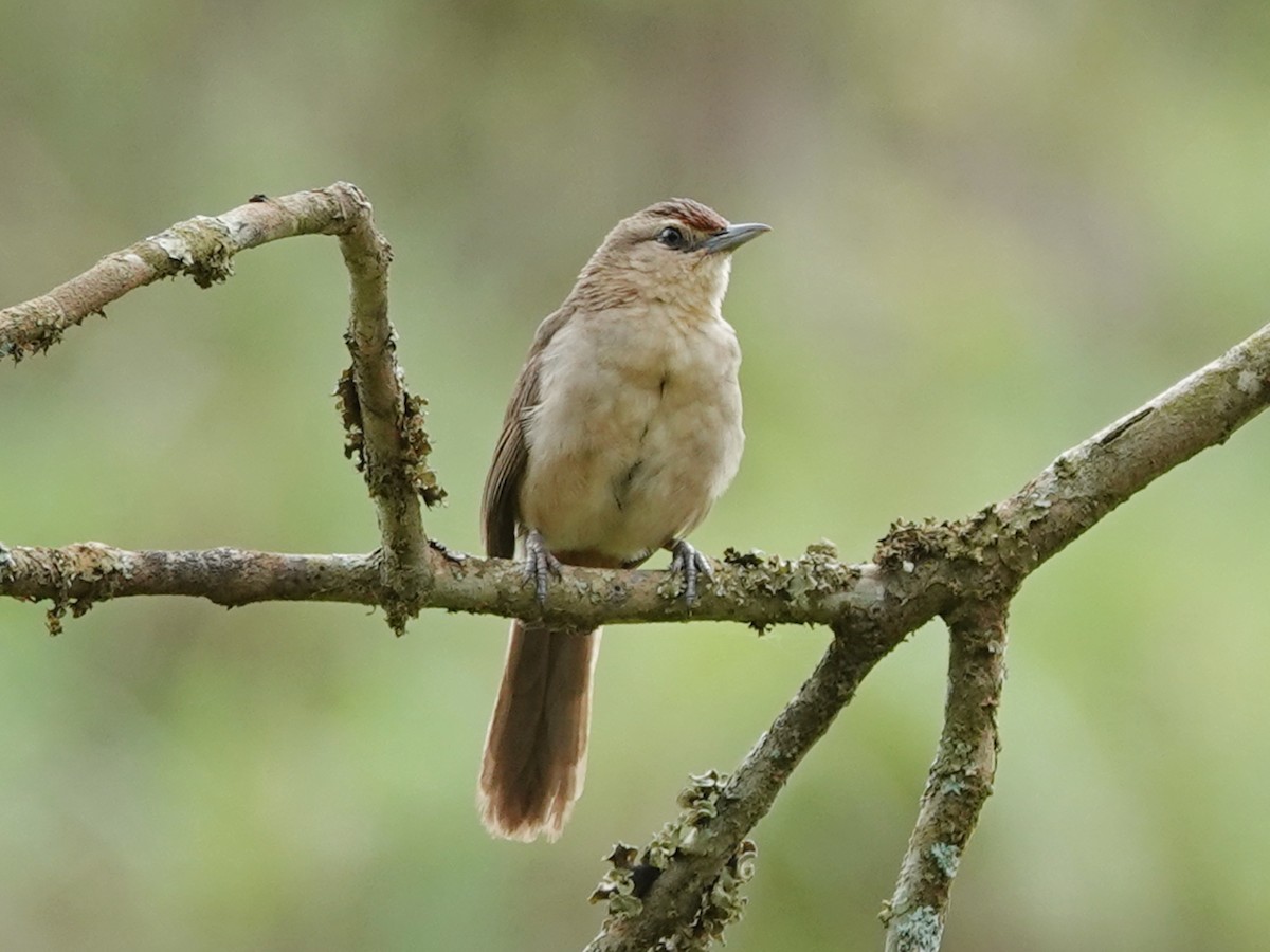 Rufous-fronted Thornbird (Rufous-fronted) - ML612093413