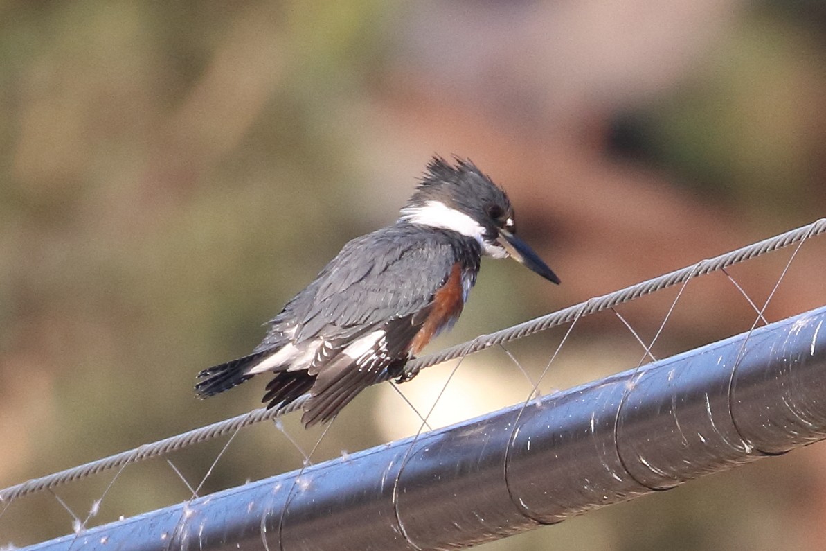 Belted Kingfisher - ML612093990