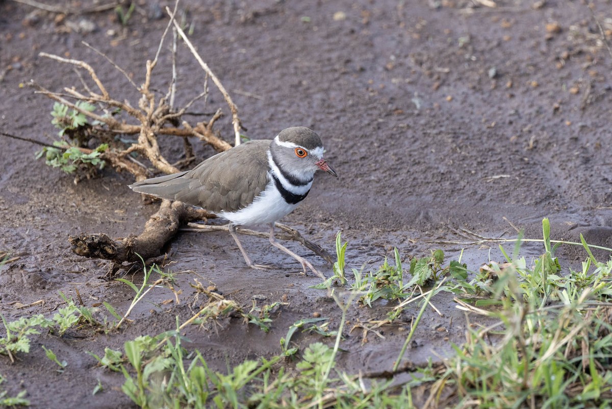 Three-banded Plover - ML612093999