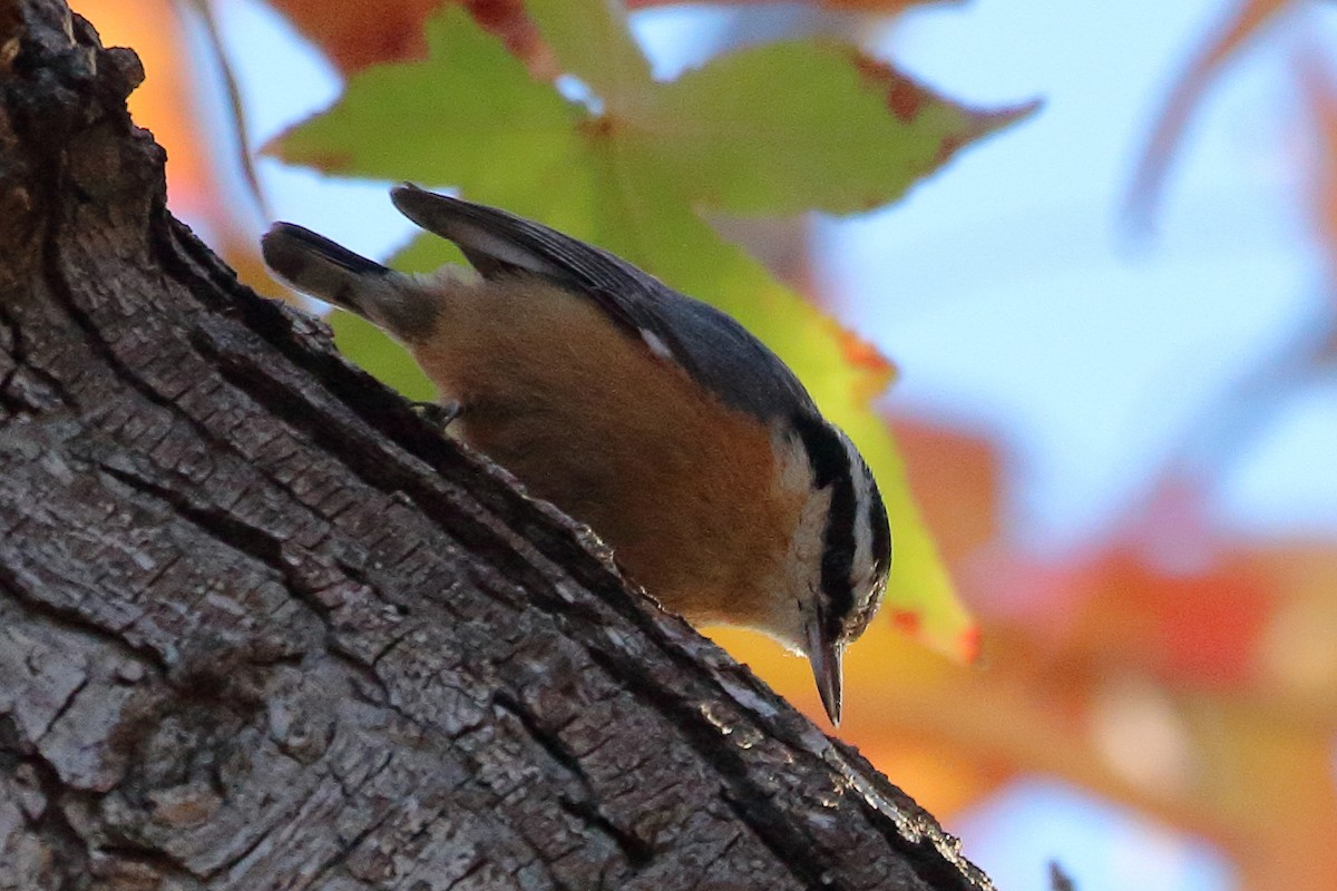 Red-breasted Nuthatch - ML612094162