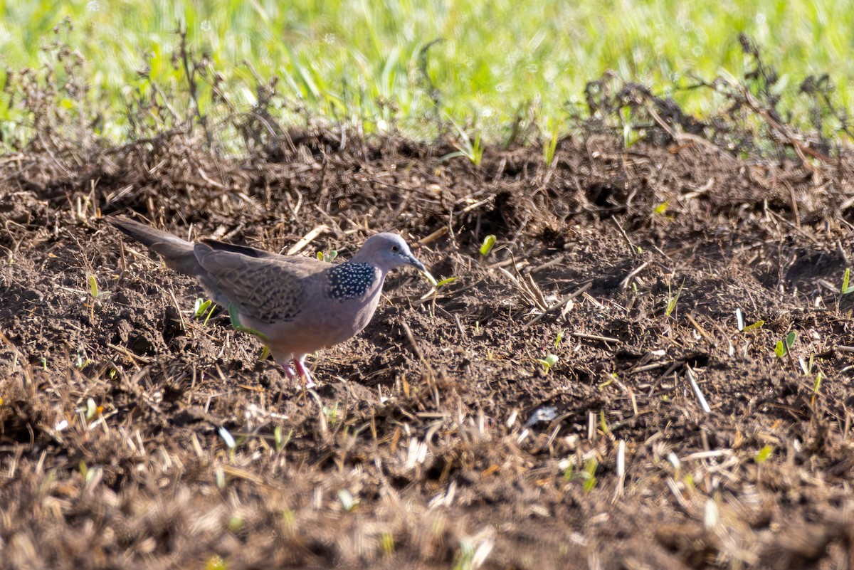 Spotted Dove - ML612094221