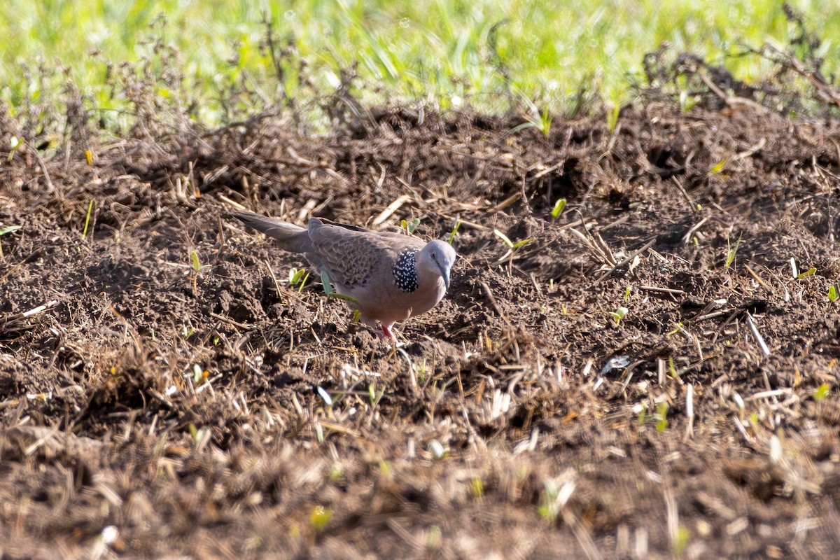 Spotted Dove - ML612094230