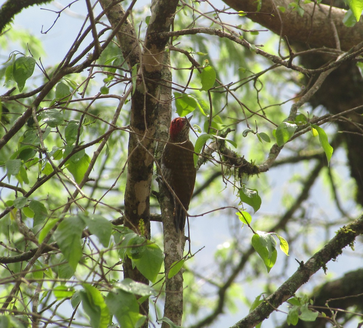 Dot-fronted Woodpecker - ML612094463