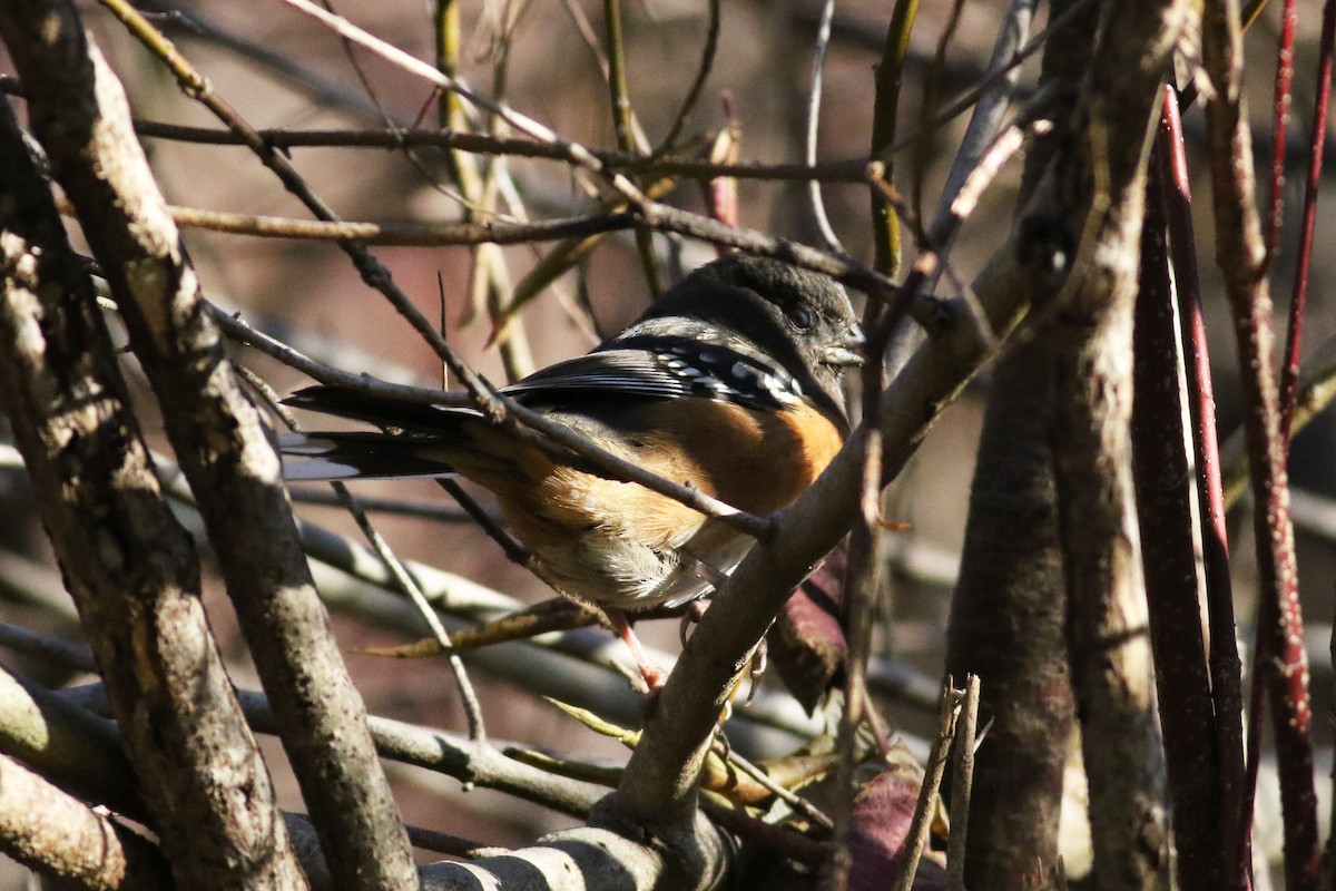 Spotted Towhee - ML612094567
