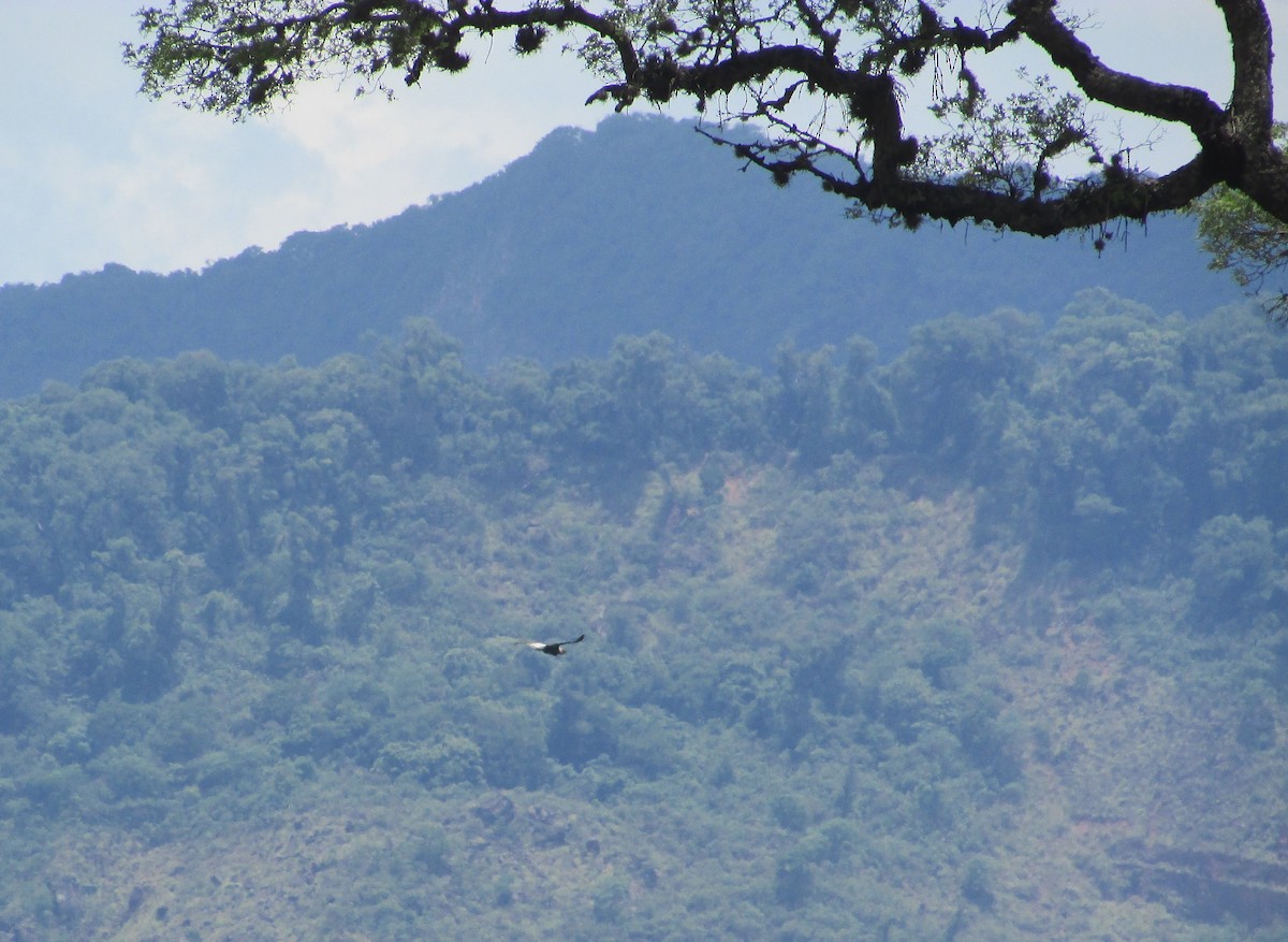 Condor des Andes - ML612094825