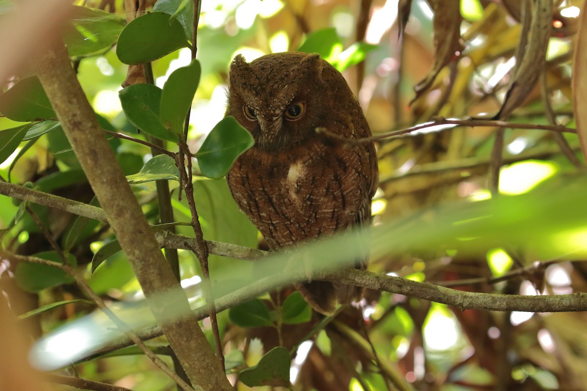 Madagascar Scops-Owl (Rainforest) - ML612094943