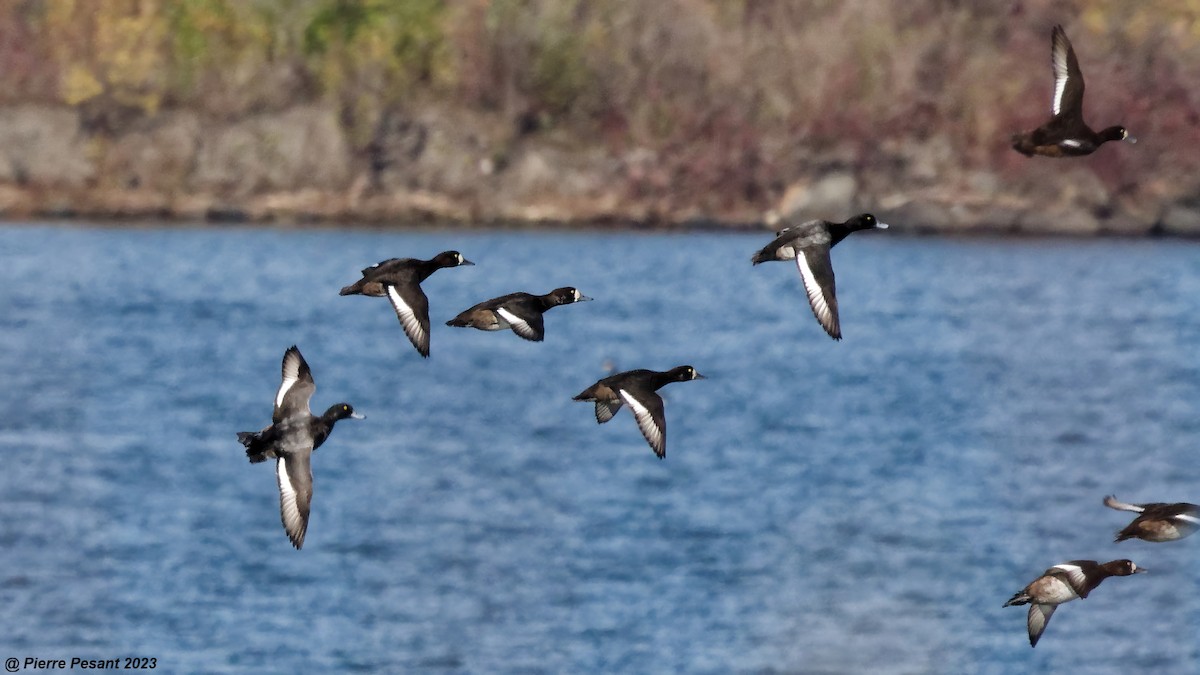 Greater Scaup - ML612095012