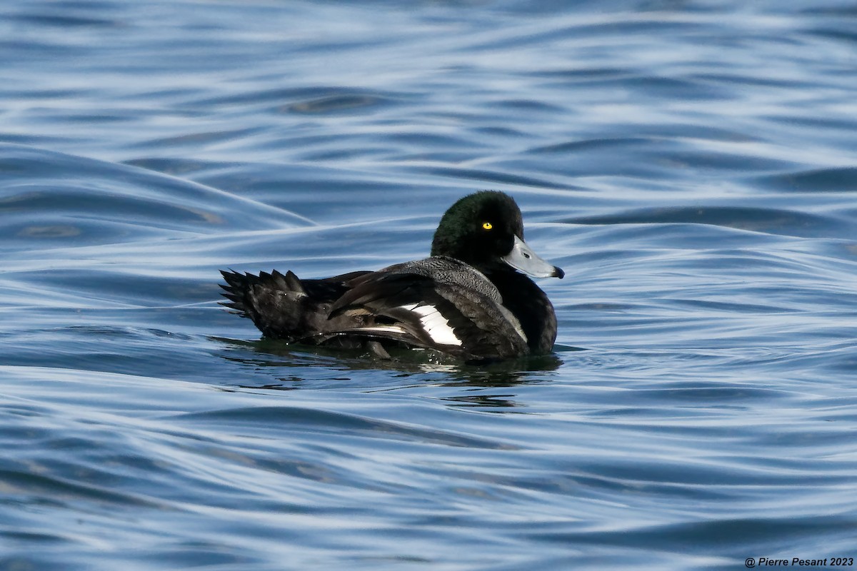 Greater Scaup - ML612095100