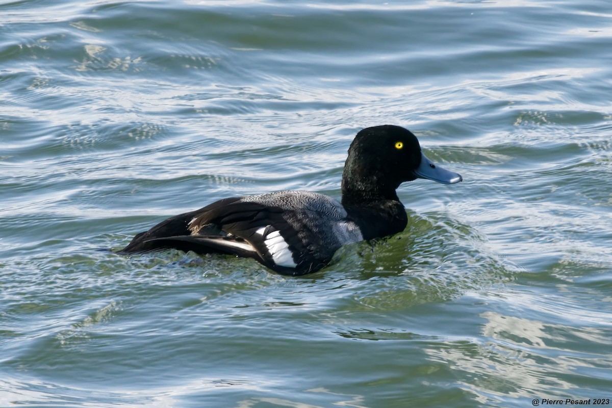 Greater Scaup - ML612095115
