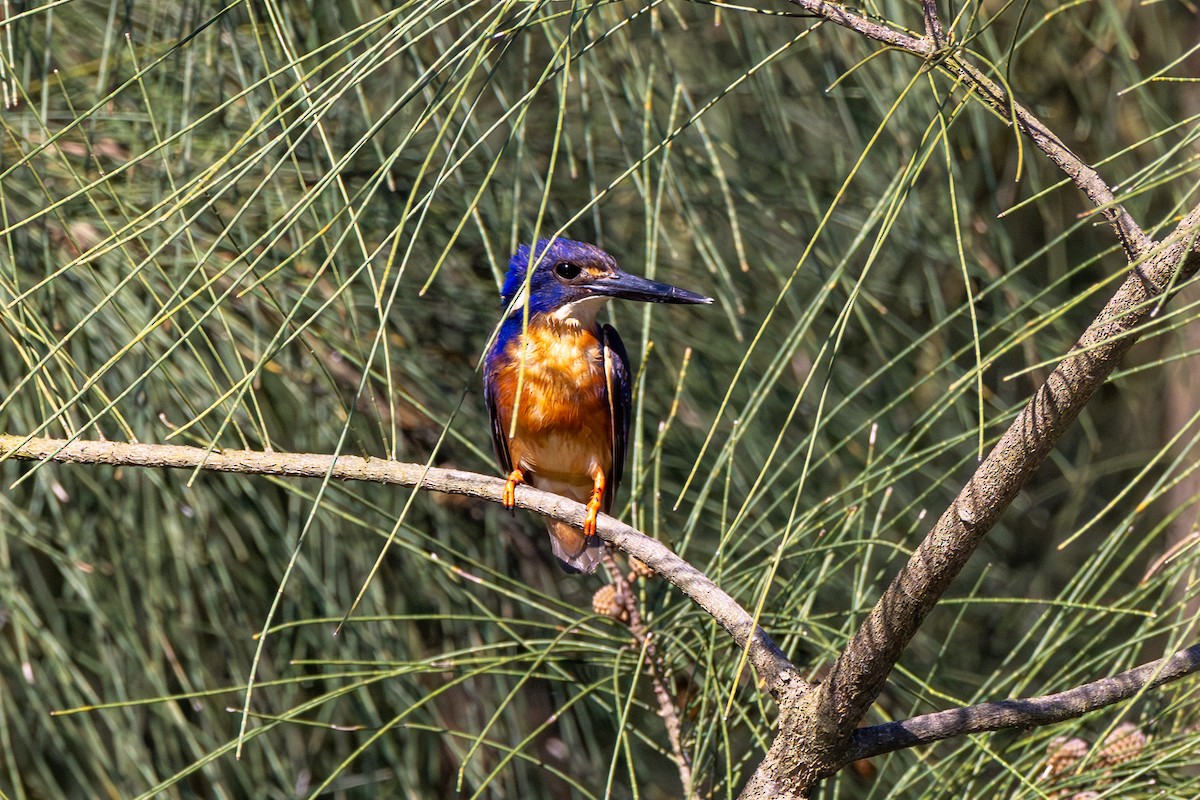 Azure Kingfisher - Chris Kennelly