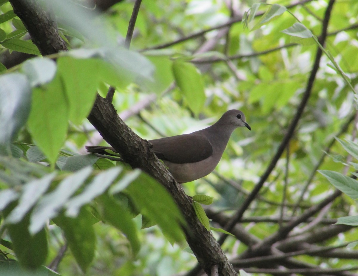 Large-tailed Dove - ML612095353