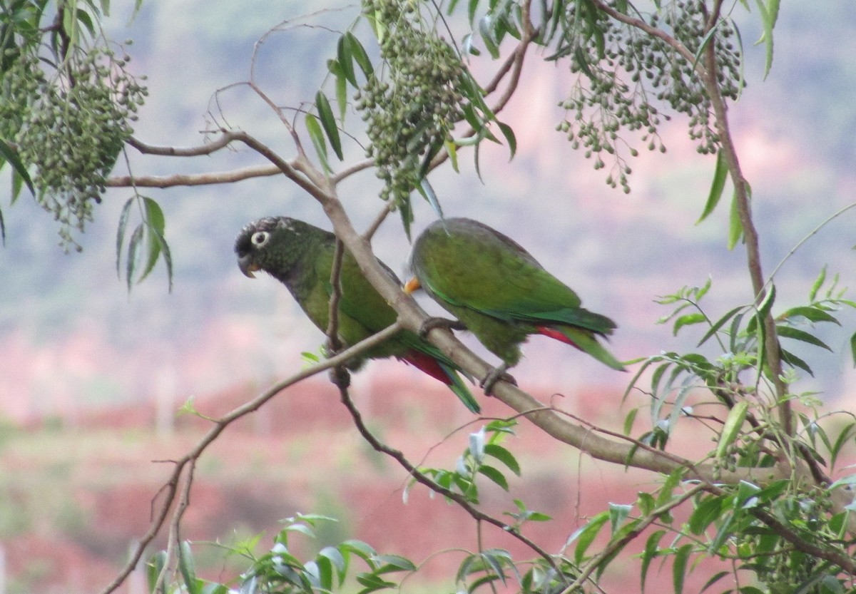 Scaly-headed Parrot - ML612095365