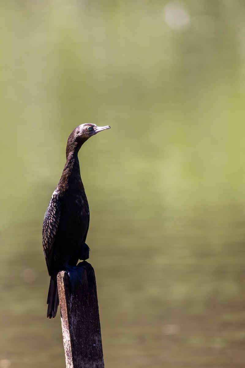 Little Black Cormorant - Chris Kennelly