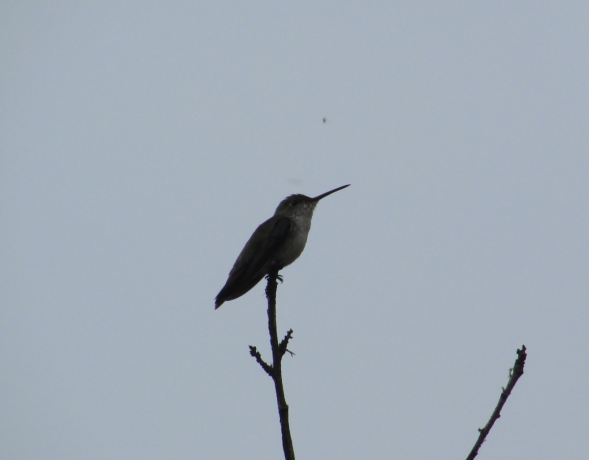 kolibřík bělobřichý - ML612095523