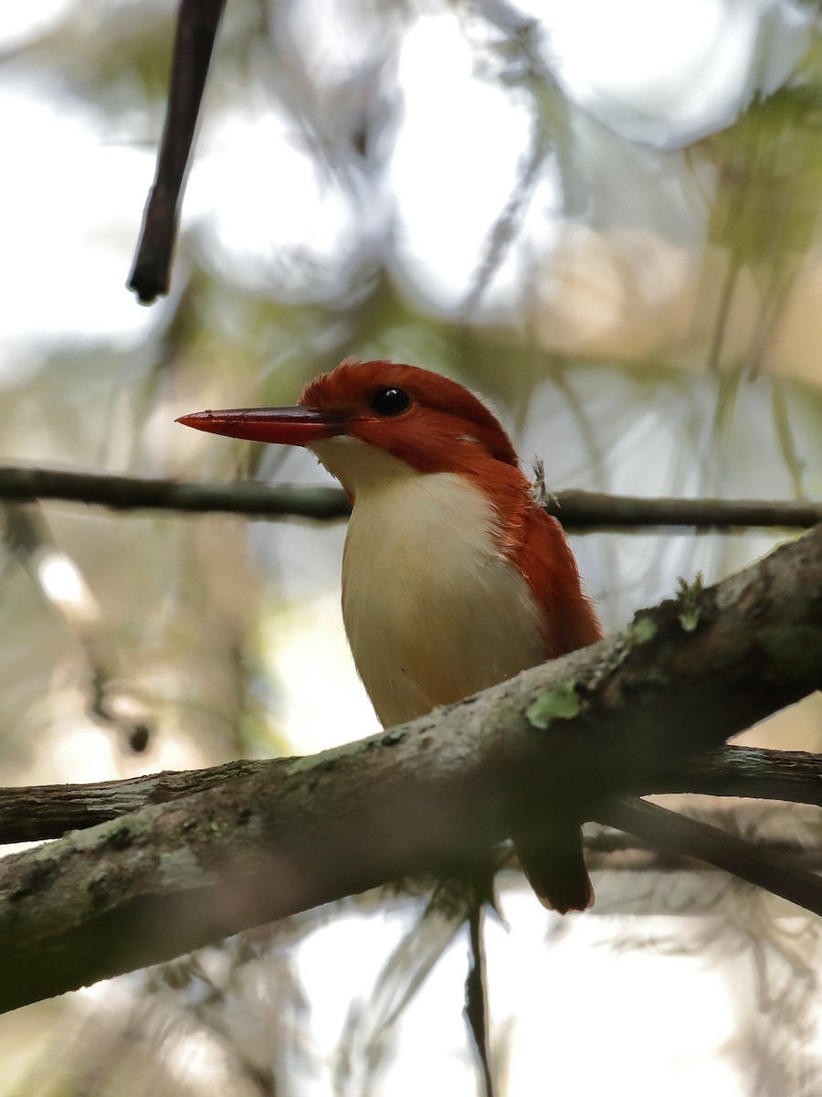 Madagascar Pygmy Kingfisher - ML612095749