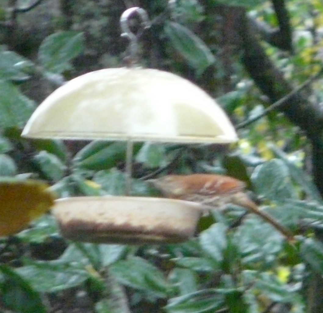 brunspottefugl - ML612096350