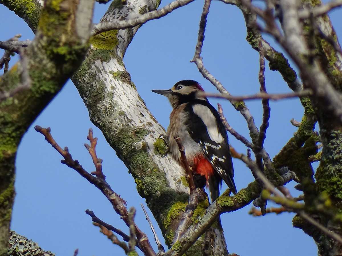 Great Spotted Woodpecker - ML612096444