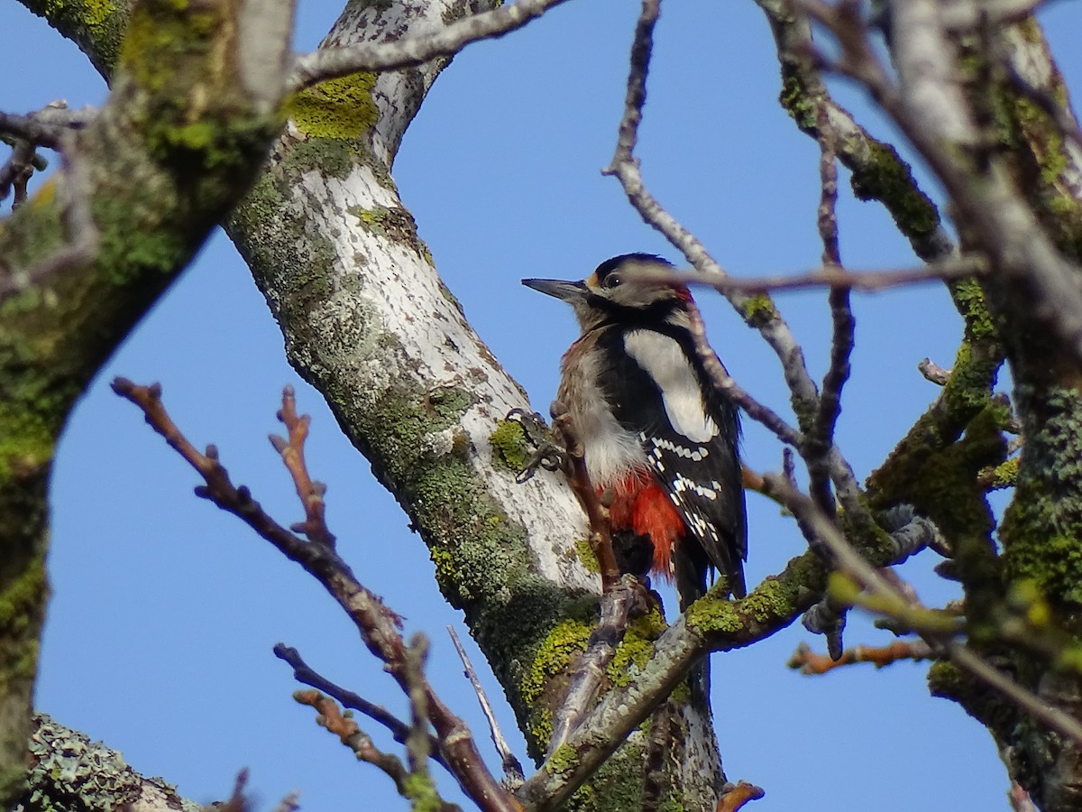 Great Spotted Woodpecker - ML612096449