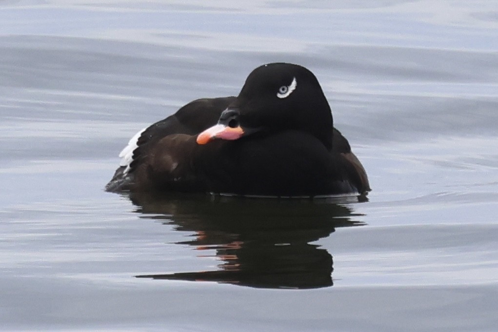 eBird Checklist 10 Dec 2023 Shirley Chisholm SP (Fountain Ave