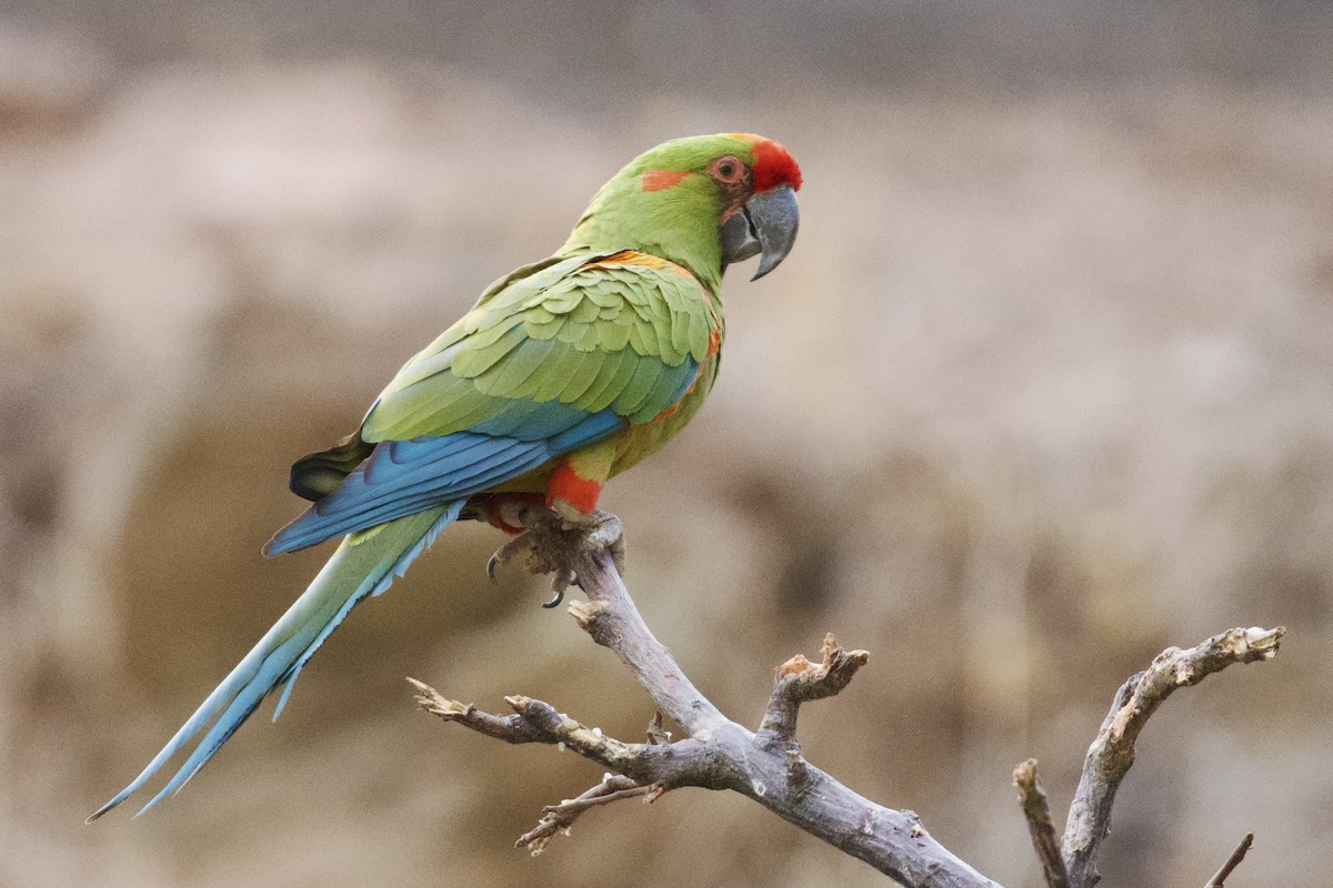 Red-fronted Macaw - Debbie Metler