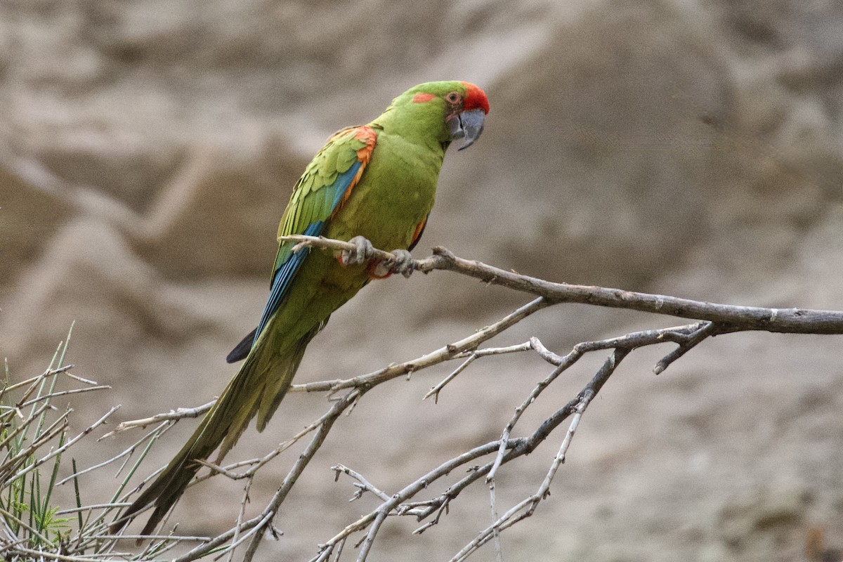 Red-fronted Macaw - ML612096957